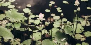 how to use dbcontext pooling with asp.net core